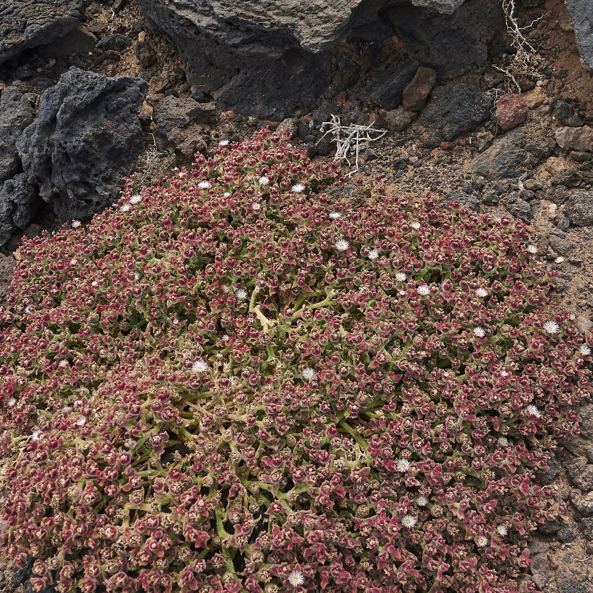 Kosmatec krystalový - Mesembryanthemum crystallinum - semena - 300 ks
