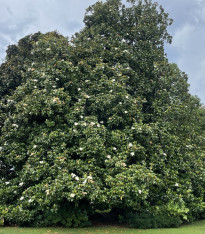 Magnólie velkokvětá - Magnolia grandiflora - semena - 5 ks
