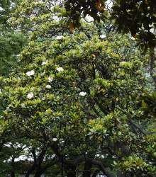 Semena magnólie – Magnólie velkokvětá – Magnolia grandiflora