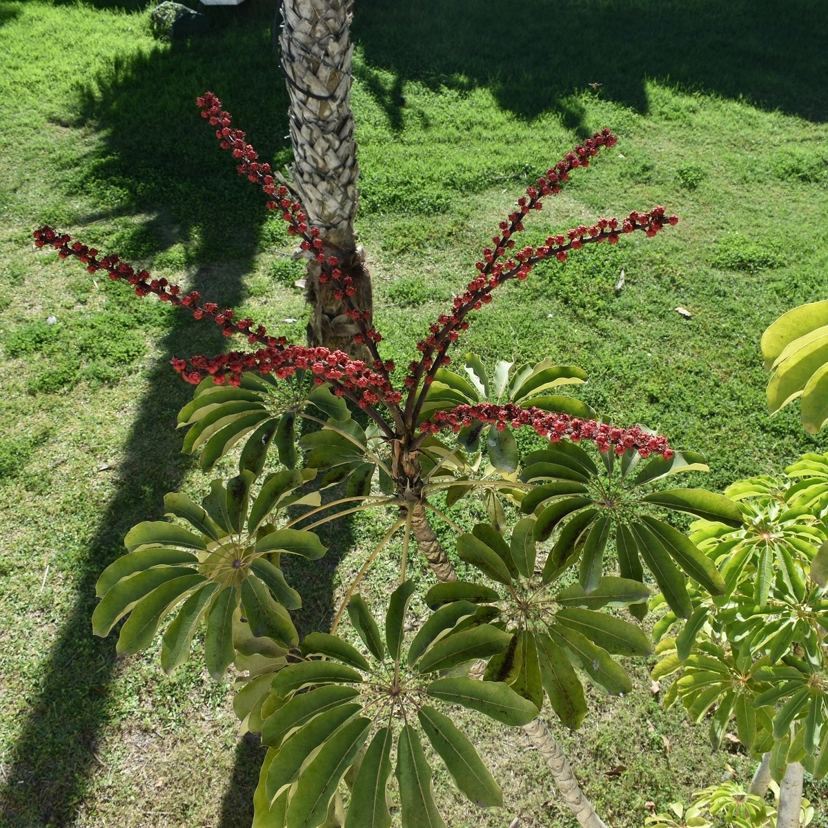 Šeflera actinophylla - Schefflera actinophylla - semena - 6 ks