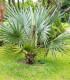Palma Braheova - Brahea armata - semena - 2 ks