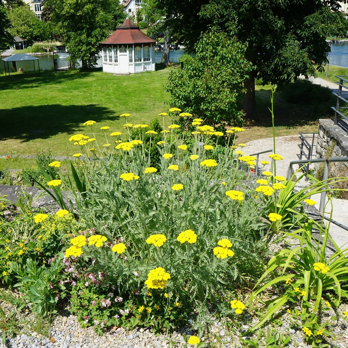 Řebříček tužebníkový Parkers žlutý - Achillea filipendulina - semena - 900 ks