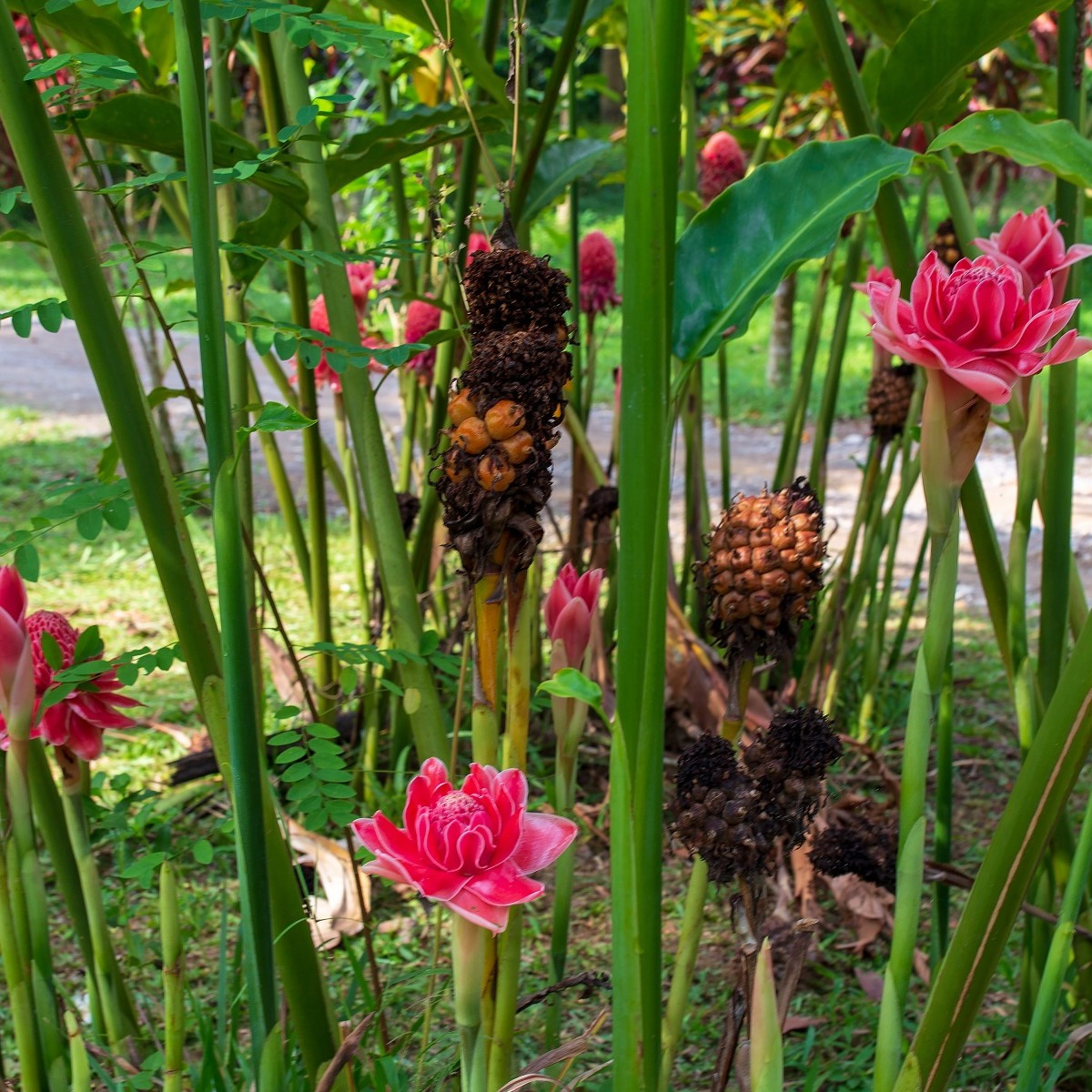 Zázvor růžový okrasný - Etlingera elatior - semena - 3 ks