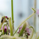 Semena rosnatky – Rosnatka kapská nízká White flower – Drosera Capensis White flower