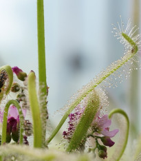 Rosnatka kapská nízká White flower - Drosera Capensis White flower - semena - 15 ks