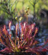 Rosnatka prostřední - Drosera intermedia - semena - 10 ks