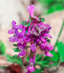 Dymnivka dutá - Corydalis cava - cibuloviny - 3 ks