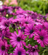Paprskovka Purple - Osteospermum ecklonis - semena - 6 ks