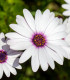 Paprskovka White - Osteospermum ecklonis - semena - 6 ks