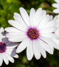 Paprskovka White - Osteospermum ecklonis - semena - 6 ks