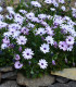 Paprskovka White - Osteospermum ecklonis - semena - 6 ks