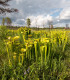 Špirlice flava - Sarracenia flava - semena - 10 ks