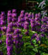 Semena monardy – Monarda citrónová – Monarda citriodora