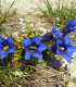 Hořec úzkolistý - Gentiana angustifolia - semena - 8 ks