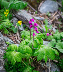 Kruhatka Matthiolova - Cortusa matthioli - semena - 10 ks