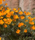 Sluncovka kalifornská oranžová - Eschscholzia californica- semena - 200 ks