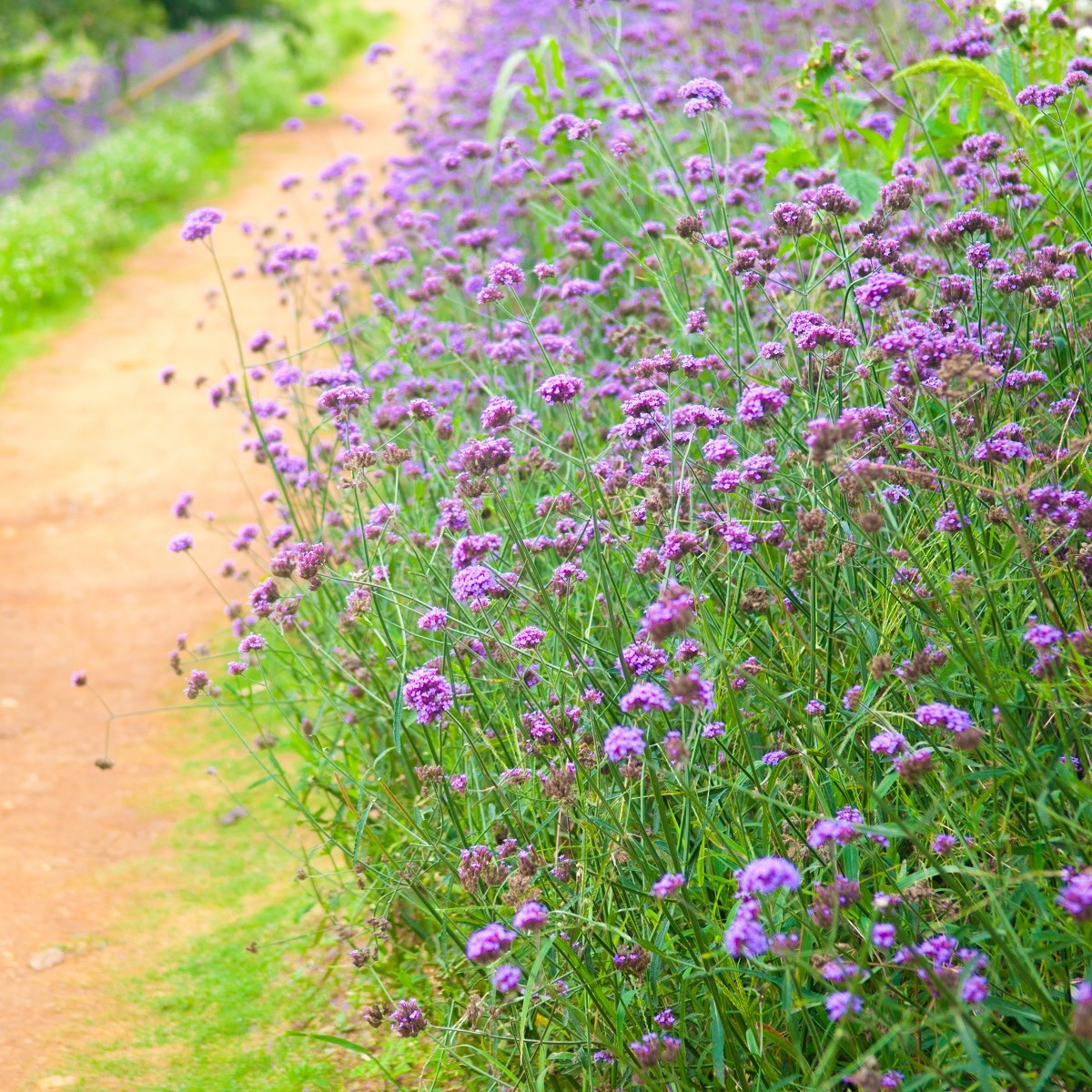 Sporýš argentinský - Verbena bonariensis - semena - 0,06 g