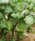 Solanum mammosum - Solanum mammosum - semena - 15 ks