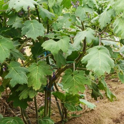 Solanum mammosum - Solanum mammosum - semena - 15 ks