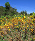 Solanum mammosum - Solanum mammosum - semena - 15 ks