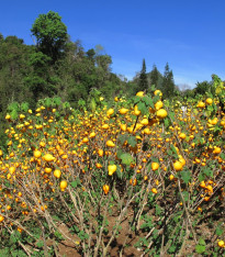 Solanum mammosum - Solanum mammosum - semena - 5 ks