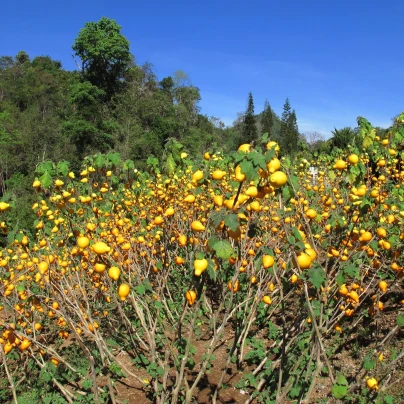 Solanum mammosum - Solanum mammosum - semena - 15 ks