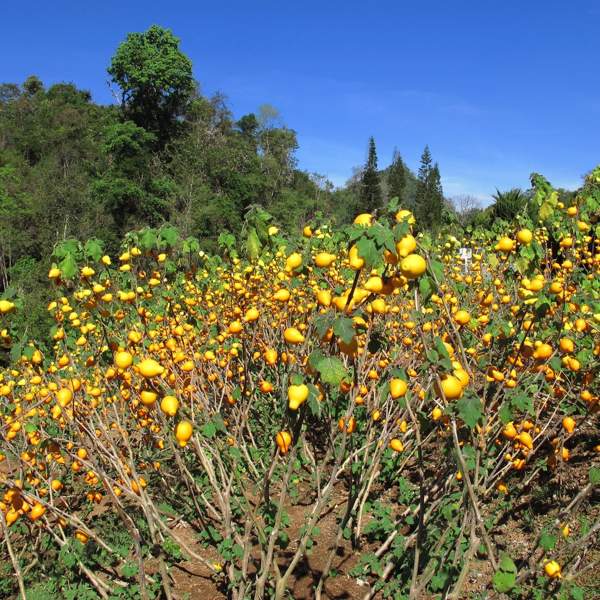 Solanum mammosum - Solanum mammosum - semena - 15 ks