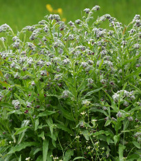 Užanka lékařská - Cynoglossum officinale - semena - 10 ks