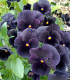 Violka rohatá Back to Black - Viola cornuta - semena - 120 ks