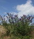 Pilát lékařský - Anchusa officinalis - semena - 10 ks