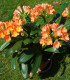 Klívie - Clivia robusta - semena - 6 ks
