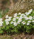 Sasanka hajní - Anemone nemorosa - semena - 10 ks