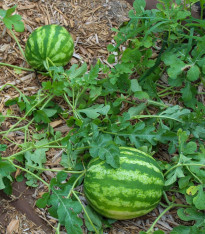 Meloun vodní Crimson Sweet - Citrullus lanatus Matsum et Nakaisemena - semena - 6 ks