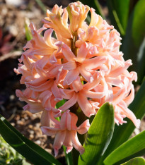Hyacint oranžový Gipsy Queen - Hyacinthus - cibuloviny - 1 ks