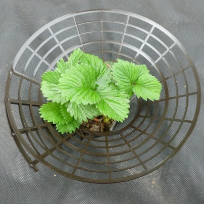 Podložka pod jahody - plastová - 1 ks