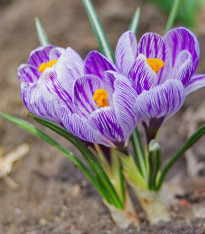 Krokus King of striped - Crocus - cibuloviny - 3 ks