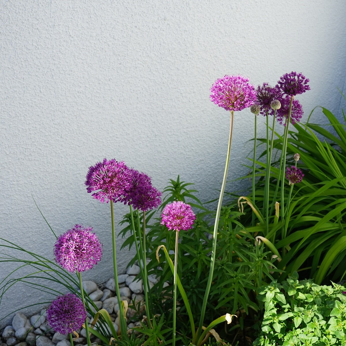 Česnek okrasný - Allium Aflatunense - cibuloviny - 3 ks