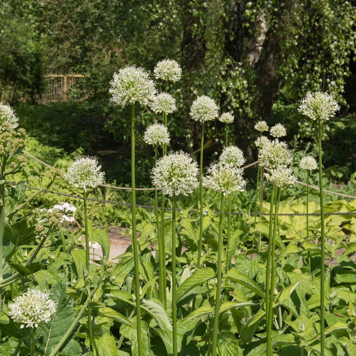 Česnek Mount Everest - Allium - cibuloviny - 1 ks