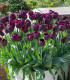 Tulipán Queen of Night - Tulipa - cibuloviny - 3 ks