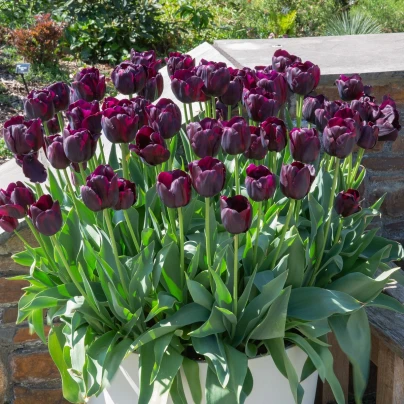 Tulipán Queen of Night - Tulipa - cibuloviny - 3 ks