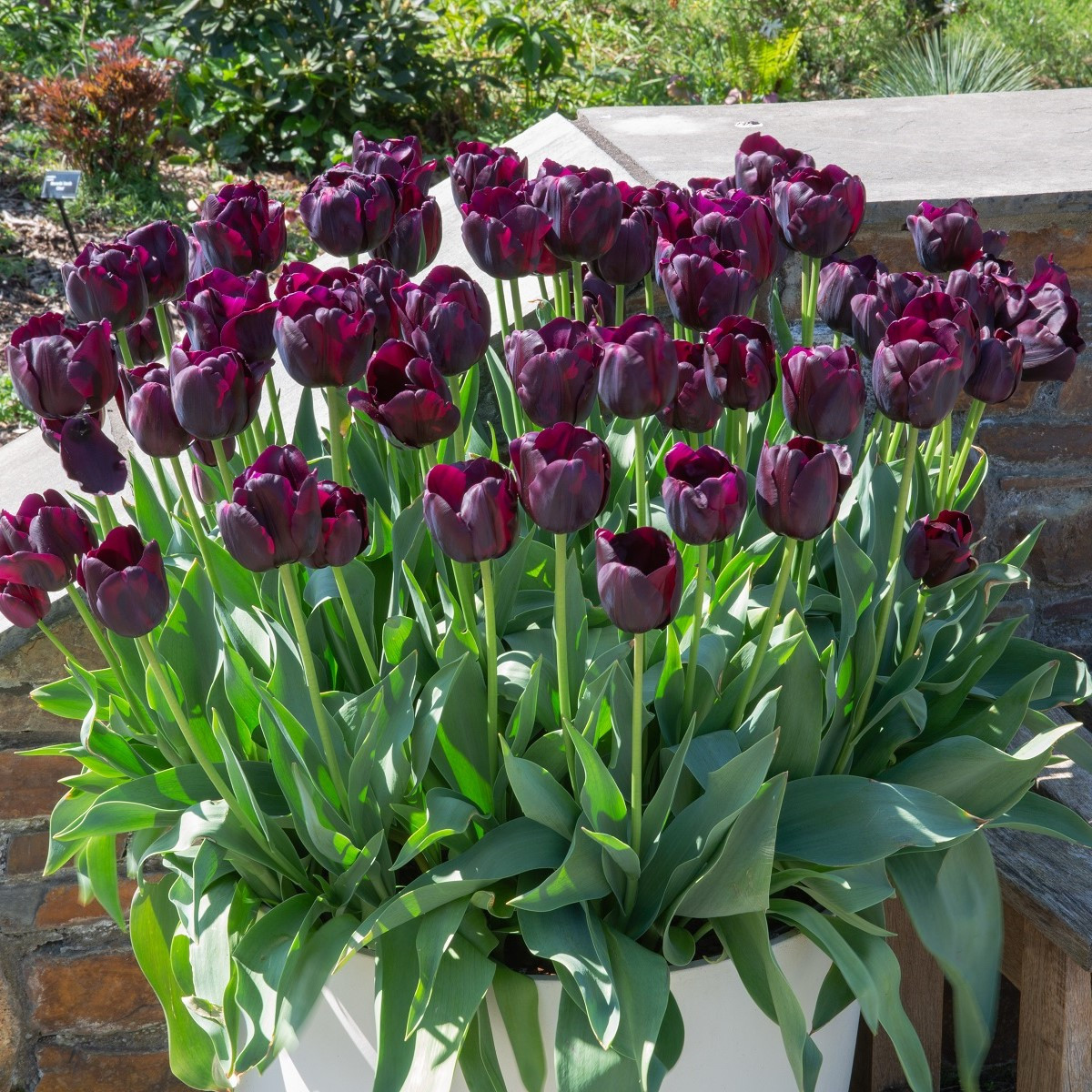 Tulipán Queen of Night - Tulipa - cibuloviny - 3 ks