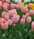 Tulipán Menton - Tulipa - cibuloviny - 3 ks