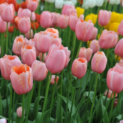 Tulipán Menton - Tulipa - cibuloviny - 3 ks