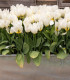 Tulipán White Purissima - Tulipa - cibuloviny - 3 ks