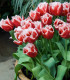 Tulipán Canasta - Tulipa - cibuloviny - 3 ks