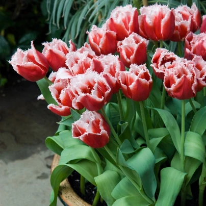 Tulipán Canasta - Tulipa - cibuloviny - 3 ks