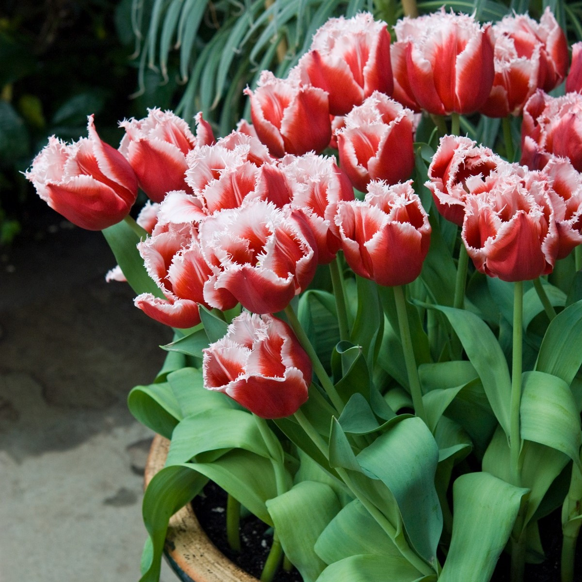 Tulipán Canasta - Tulipa - cibuloviny - 3 ks