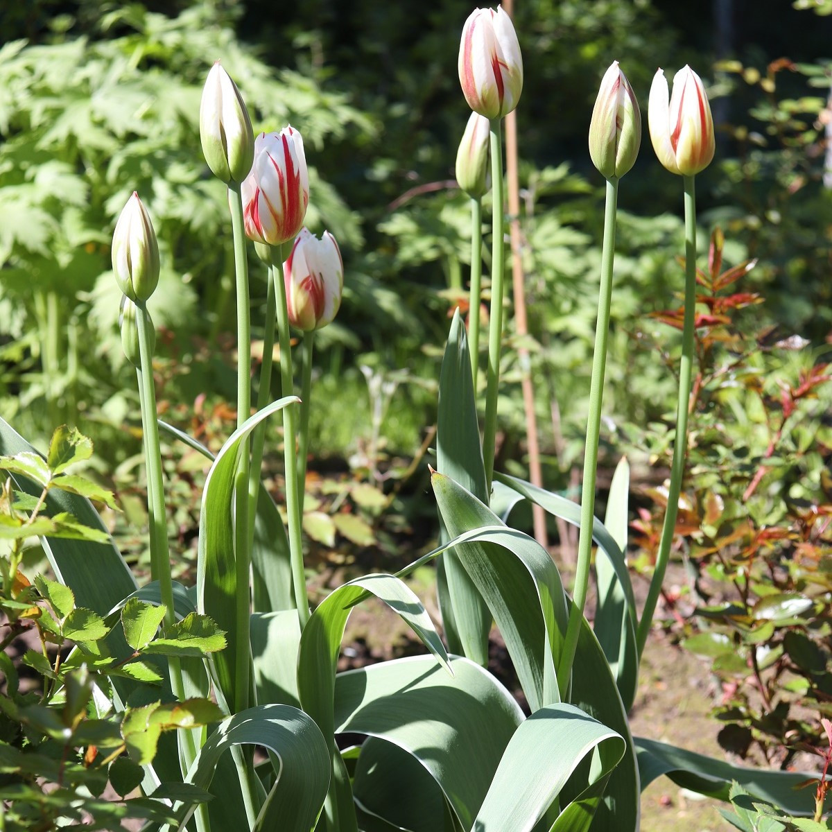 Tulipán Happy Generation - Tulipa - cibuloviny - 3 ks