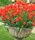 Tulipán Kingsblood - Tulipa - cibuloviny - 3 ks