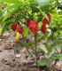Chilli Carolina Reaper - Capsicum chinense - semena - 5 ks